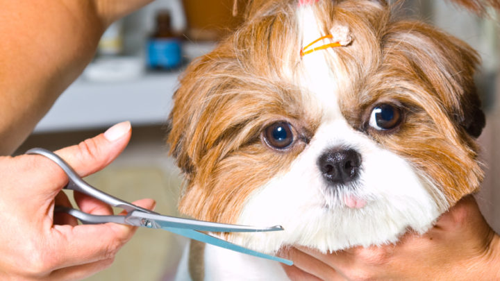 Kto powinien zostać psim fryzjerem?